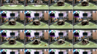 مصري لبوة بلدي بتتناك علي الارض فحلها مش راحمهابوس وتقفيش فبزازها